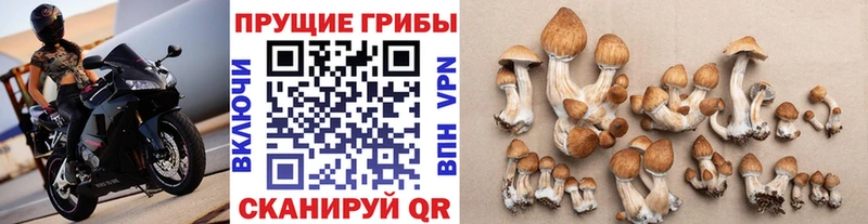 ссылка на мегу онион  Братск  Псилоцибиновые грибы Psilocybine cubensis 